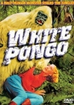 White Pongo