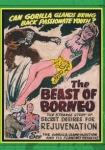 The Beast of Borneo