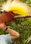 Attenborough's Paradise Birds